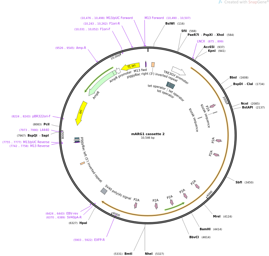 mARG1 cassette 2质粒图谱